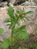 Centranthus calcitrapae. Верхняя часть растения. Южный Берег Крыма, пос. Симеиз, гора Кошка. 2 мая 2011 г.