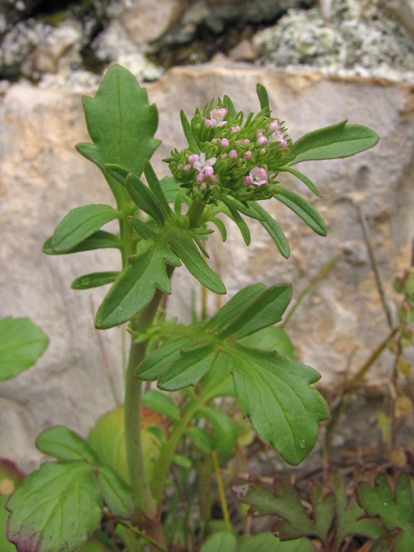 Изображение особи Centranthus calcitrapae.