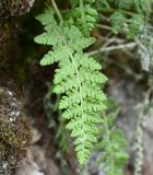 отдел Polypodiophyta. Вайя. Карелия, г. Петрозаводск, территория \"Вулкан Лой\", в расщелине отвесной скалы. 07.06.2026.