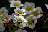 Saxifraga × arendsii. Цветки с питающейся мухой. Московская обл., Раменский р-н, окр. дер. Хрипань, садовый участок. 24.05.2026.