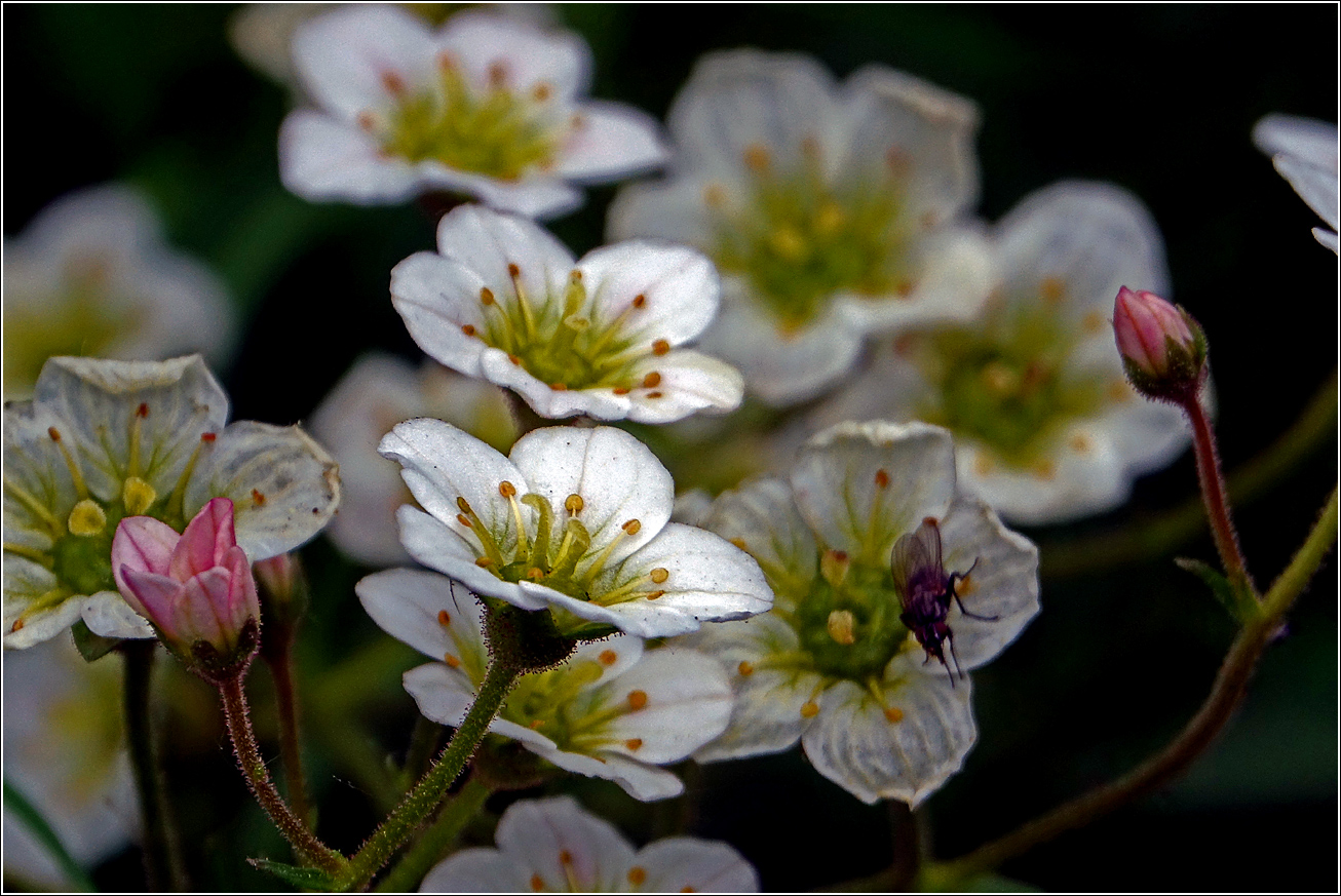 Изображение особи Saxifraga × arendsii.
