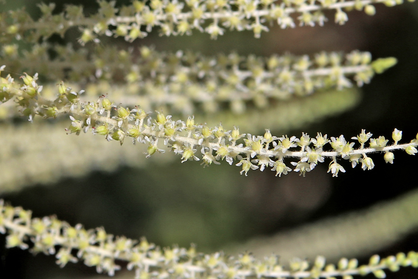 Image of Aruncus sylvestris specimen.