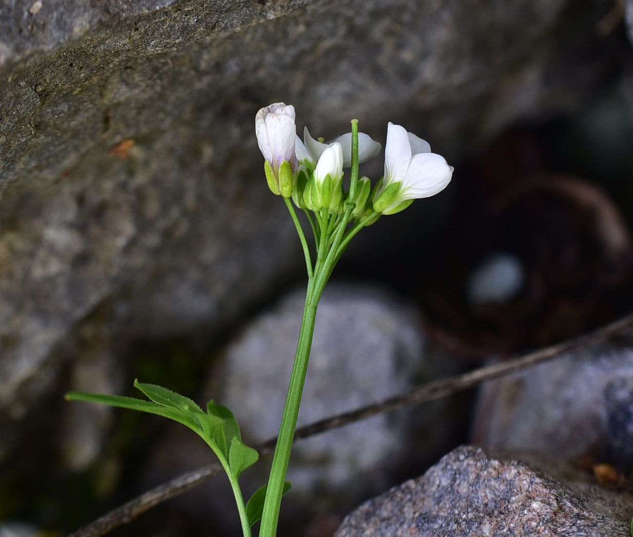 Изображение особи Cardamine uliginosa.