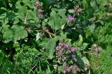 Смотреть изображение Arctium minus