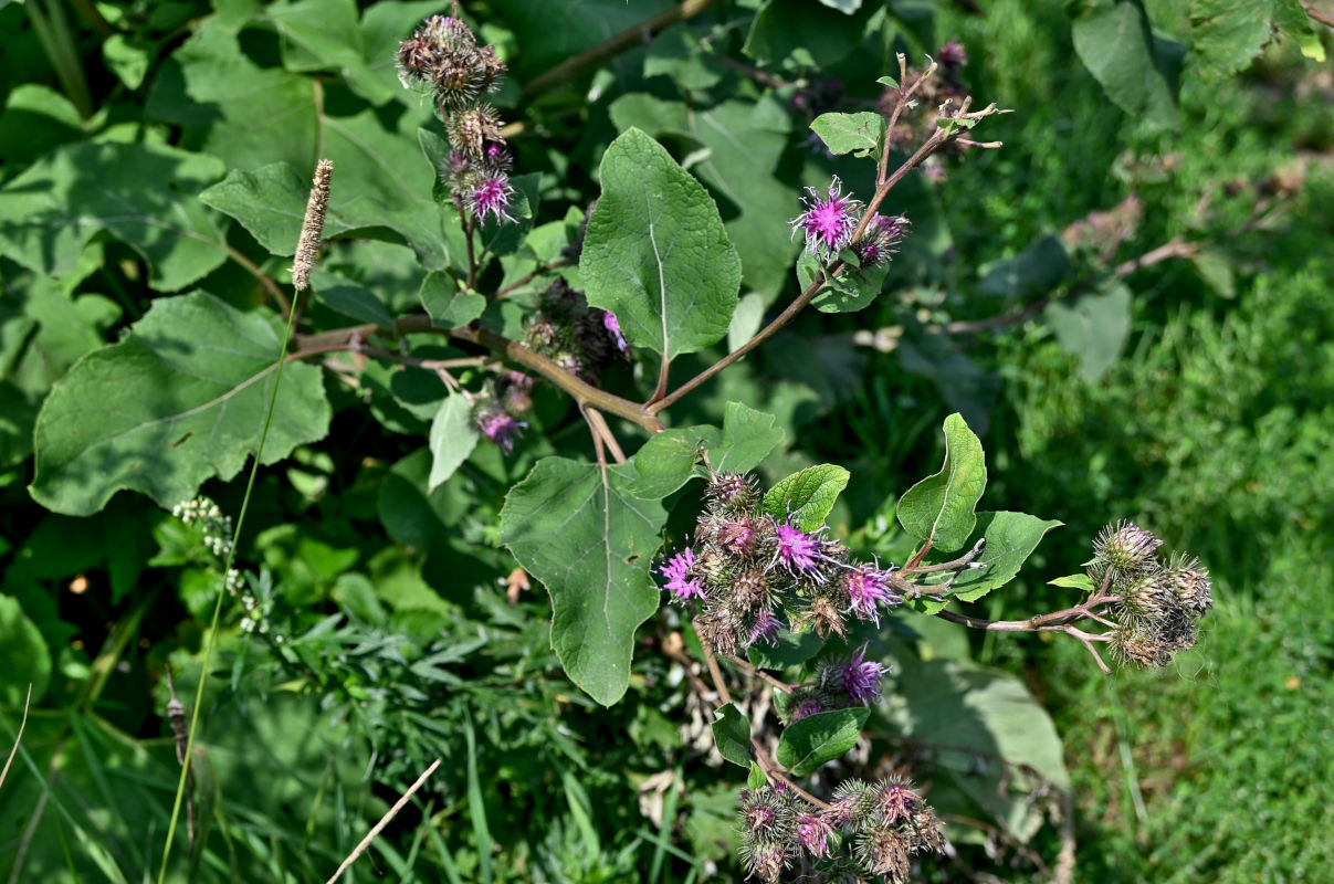 Изображение особи Arctium minus.