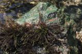 Cinclidotus aquaticus. Растения на извлечённом из воды камне. Крым, Севастополь, Байдарская дол., река Чёрная. 19.08.2026.