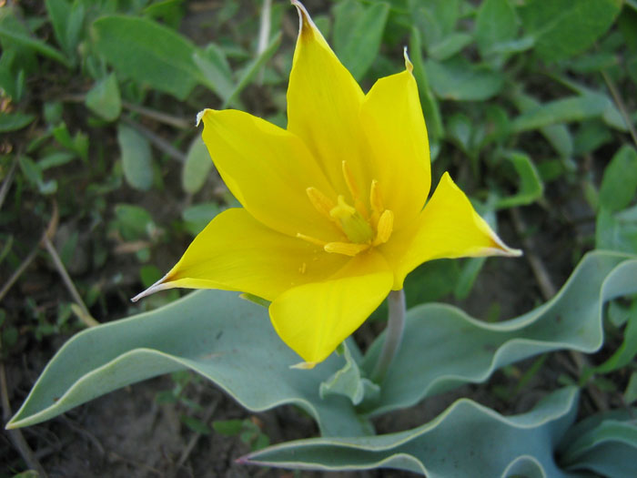 Image of Tulipa ferganica specimen.