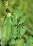 unknown species. Листья. Турция, ил Артвин, окр. храма Отхта, луг. 13 июня 2026 г.