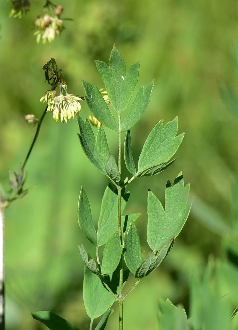 Image of Thalictrum simplex specimen.