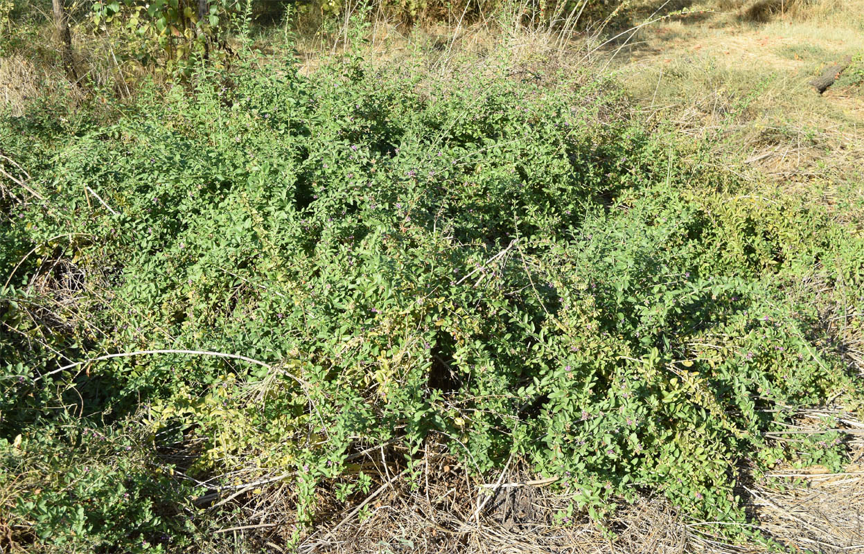 Image of Lycium barbarum specimen.