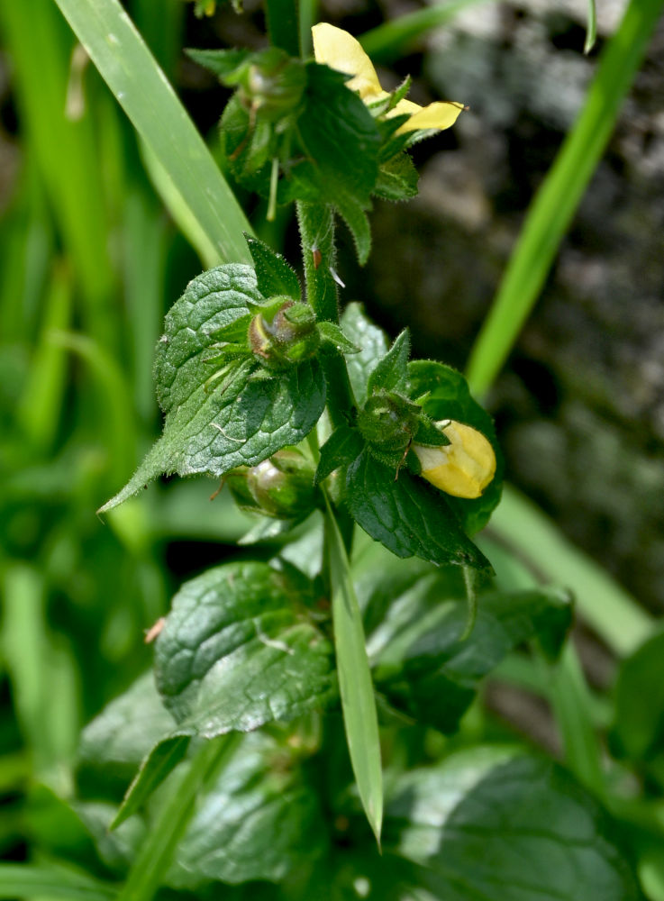 Изображение особи Verbascum virgatum.