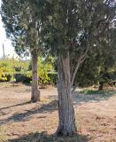 Juniperus virginiana. Стволы. Волгоград, сквер Сталепроволочно-канатного завода. 23.05.2026.