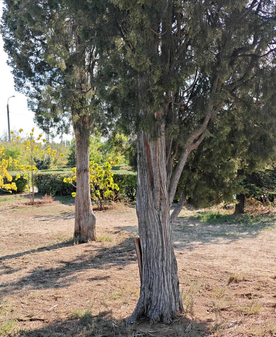 Image of Juniperus virginiana specimen.