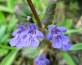 Glechoma hederacea