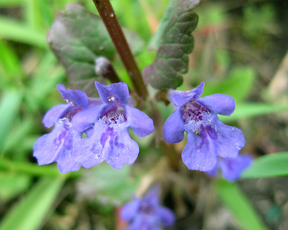 Изображение особи Glechoma hederacea.