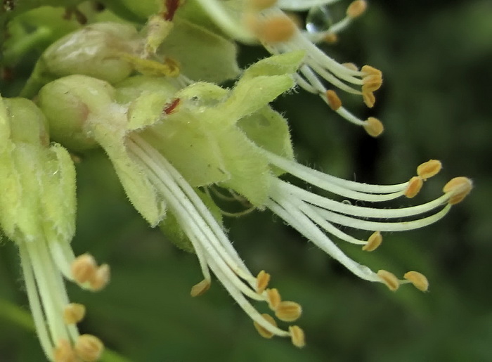 Изображение особи Aesculus glabra.