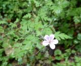 Geranium robertianum