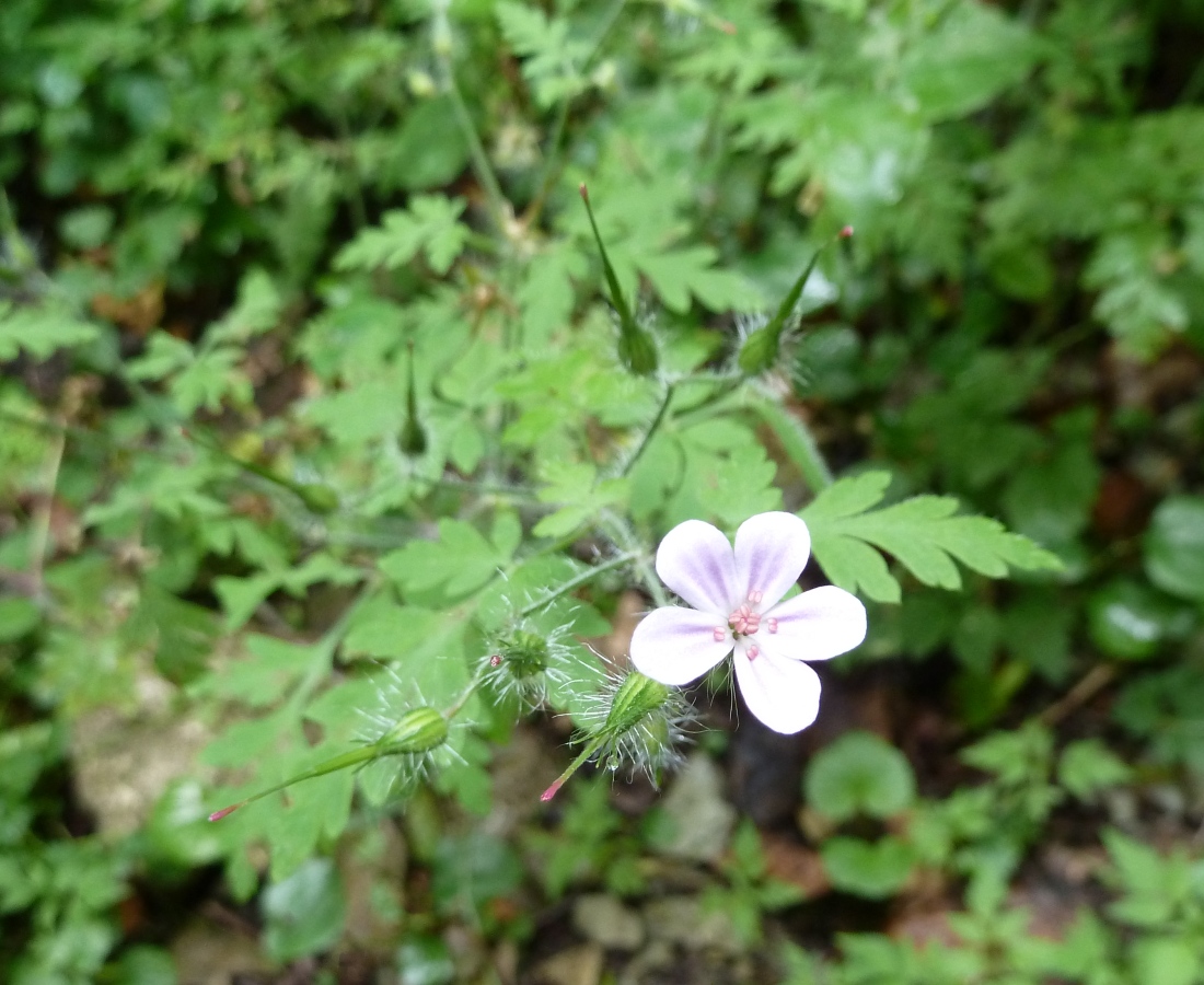 Изображение особи Geranium robertianum.