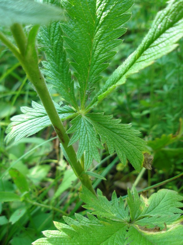 Изображение особи Potentilla recta ssp. pilosa.