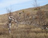 Betula pendula