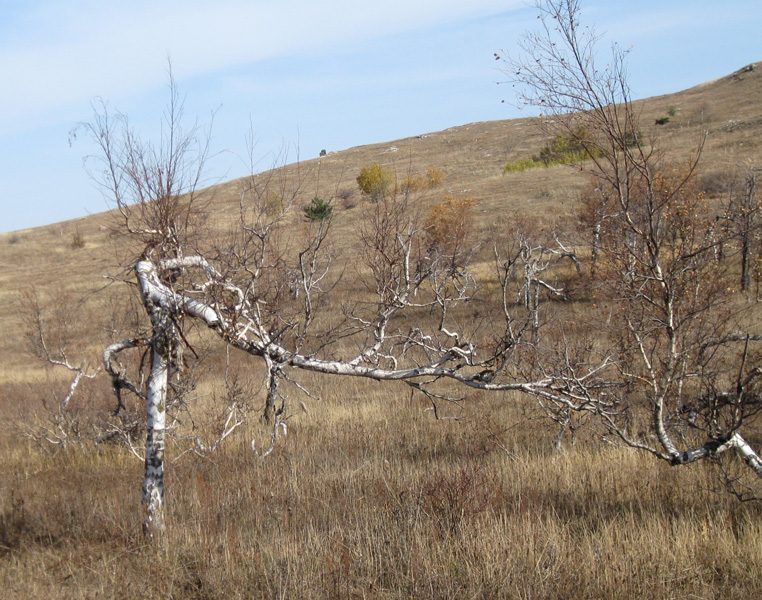 Изображение особи Betula pendula.