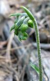 Epipactis microphylla. Верхушка расцветающего растения. Крым, окр. Ялты, гора Лапата, сосновый лес. 9 июля 2011 г.