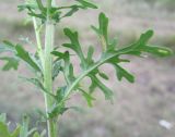 Senecio jacobaea