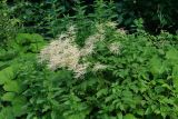 Aruncus sylvestris. Цветущее растение на опушке леса. Республика Карачаево-Черкесия, Домбай, правый берег р. Аманауз, 1450 м н.у.м. 05.07.2011.