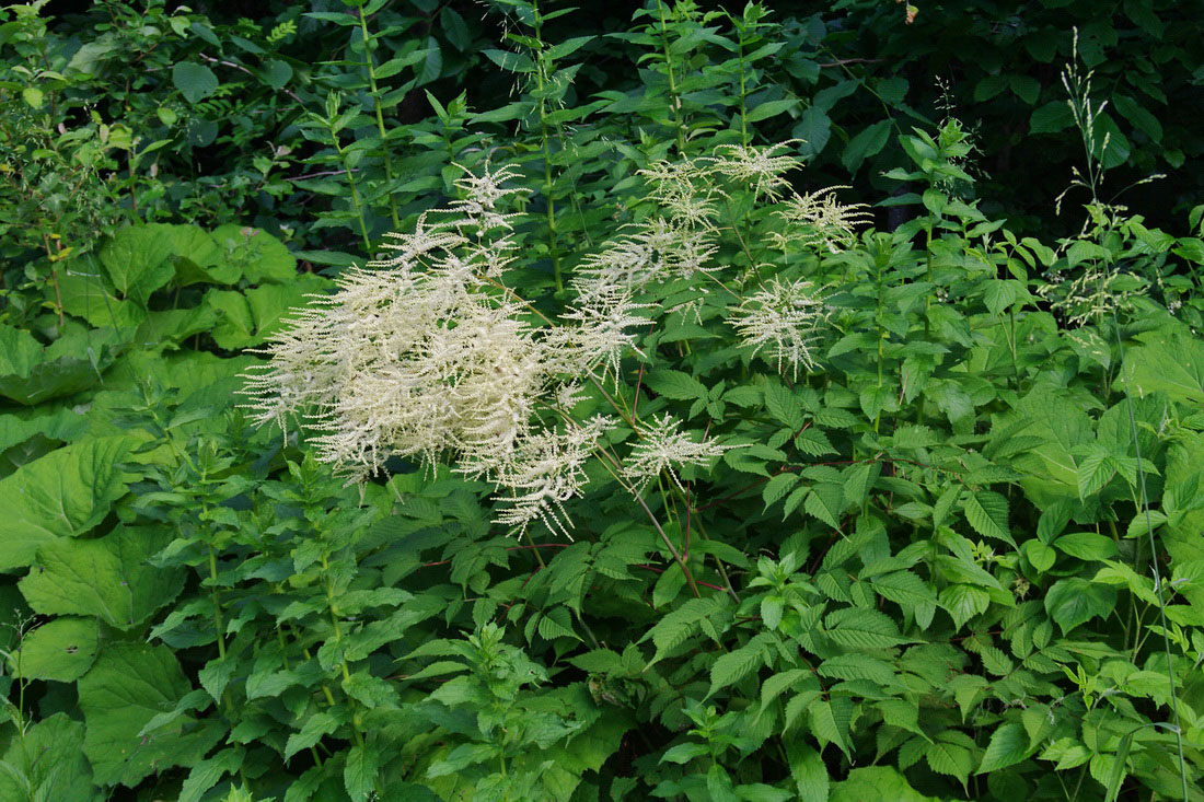 Image of Aruncus sylvestris specimen.