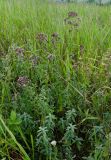 Origanum vulgare. Цветущие растения. Ростовская обл., Мясниковский р-н, Недвиговское сельское поселение, ур. Каменная балка. 31.07.2011.
