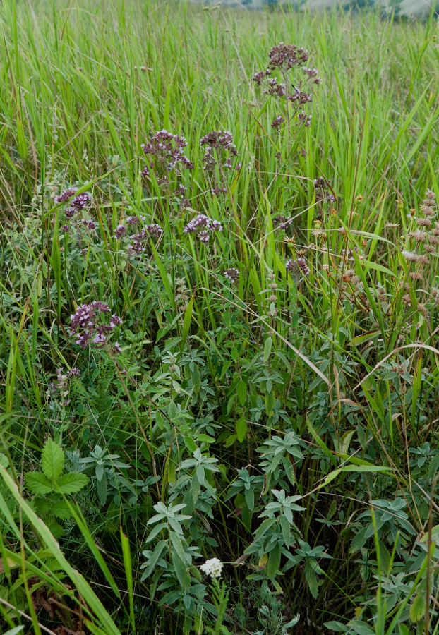 Image of Origanum vulgare specimen.