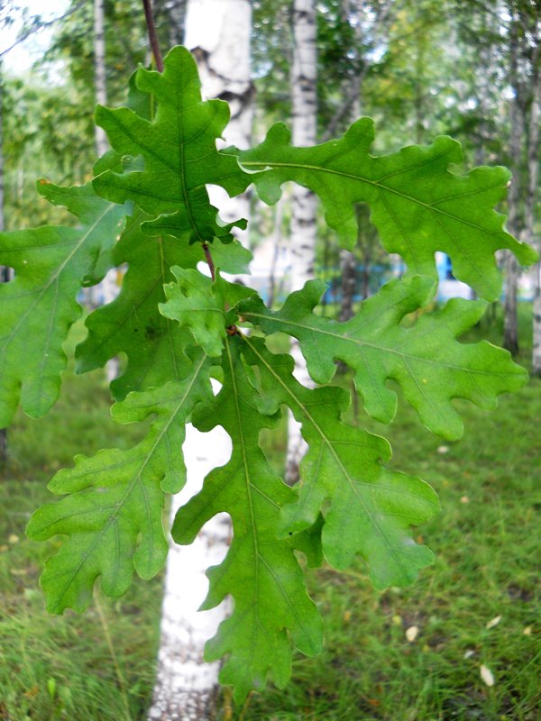 Изображение особи Quercus robur.