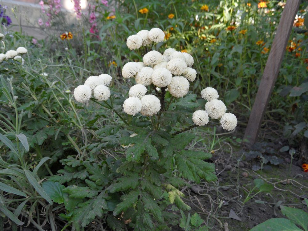 Image of Pyrethrum parthenium specimen.