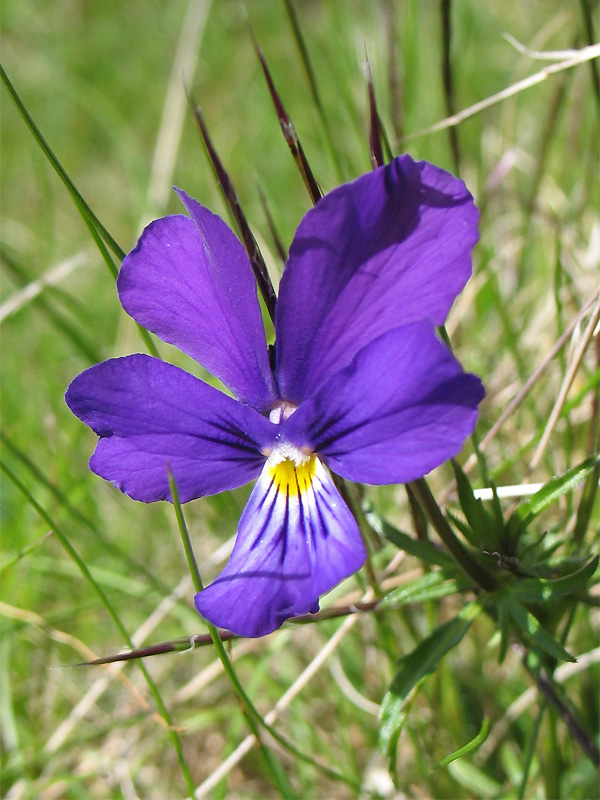 Image of Viola declinata specimen.