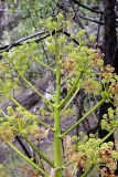 род Ferula
