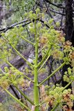 genus Ferula. Верхушка цветущего растения. Таджикистан, Гиссарский хр., ущелье Сингисафат, 1450 м н.у.м. 29.04.2011.