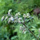 Polemonium caeruleum. Соцветие с бутонами. Вологодская обл. Сокольский р-н, д. Шилыково, пойма р. Кубена. 8 июня 2007 г.