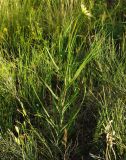 Tragopogon capitatus