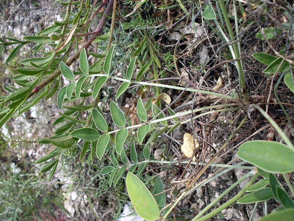 Изображение особи Hedysarum grandiflorum.