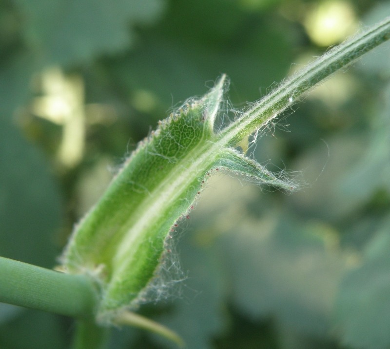 Image of Rosa kalmiussica specimen.