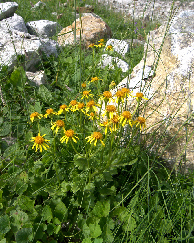 Image of Senecio taraxacifolius specimen.