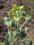 Potentilla canescens