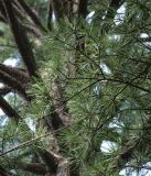Pinus sibirica. Ветвь на фоне ствола старого дерева. Приморье, Владивосток, Ботанический сад. 23.08.2009.