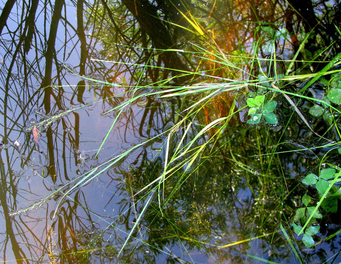 Image of Poa palustris specimen.