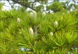 Cedrus deodara. Часть ветви с молодыми шишками. Черноморское побережье Кавказа, Новороссийск, пос. Мысхако, в культуре. Начало октября 2010 г.