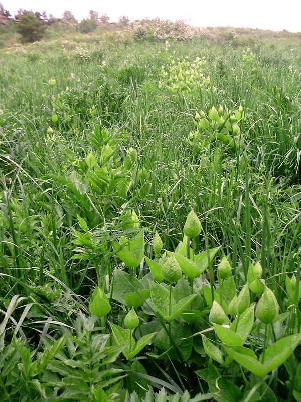 Изображение особи Clematis integrifolia.