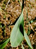 Acacia saligna