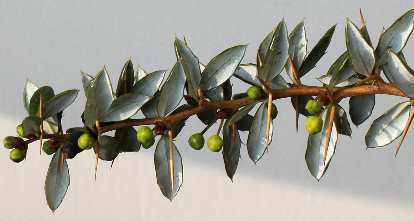 Изображение особи Berberis verruculosa.