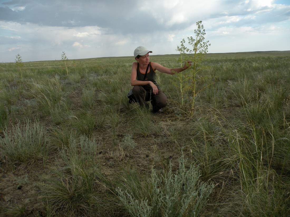 Изображение особи Ferula paniculata.