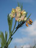 Lathyrus lacaitae